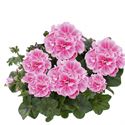 Bild von Geranium Hang P12 Double Royal Frosty Pink